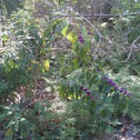 Beautyberry