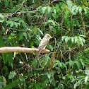 Flycatcher
