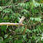 Flycatcher