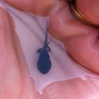 Tadpole with legs