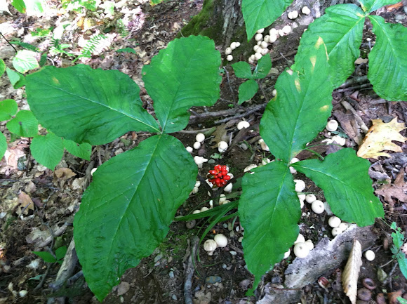 Spotting Image 1