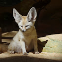 Fennec