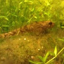 European Bullhead