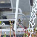Banded Garden Spider