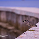 Striated Heron