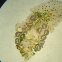 acelomorpha