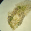acelomorpha