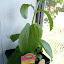 Stevia
