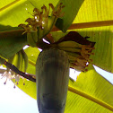 banana flower
