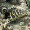 Chain Moray Eel