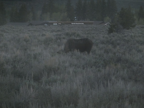 Spotting Image 1