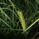 Black Swallowtail Larva