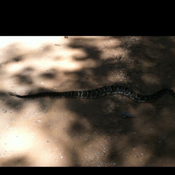 Spotting Image 1