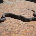 Florida Green Watersnake