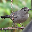 Grey Catbird