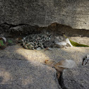 Toad