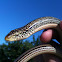 Western slender glass Lizard
