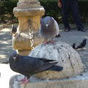 Pigeon