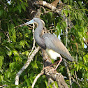 Tricolored heron