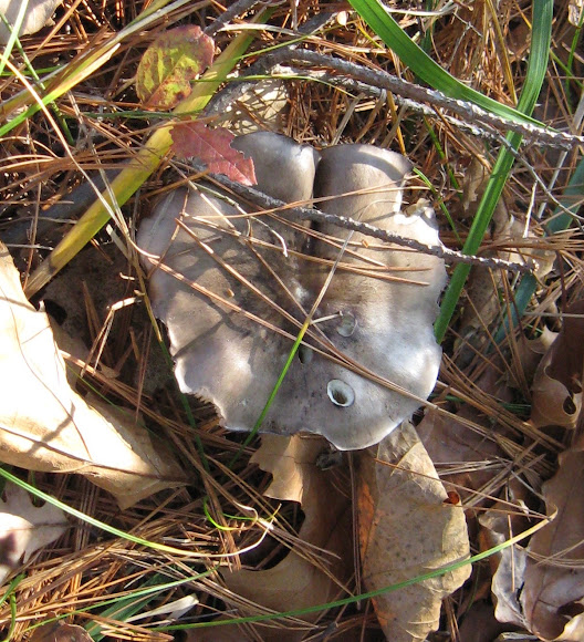 Spotting Image 1