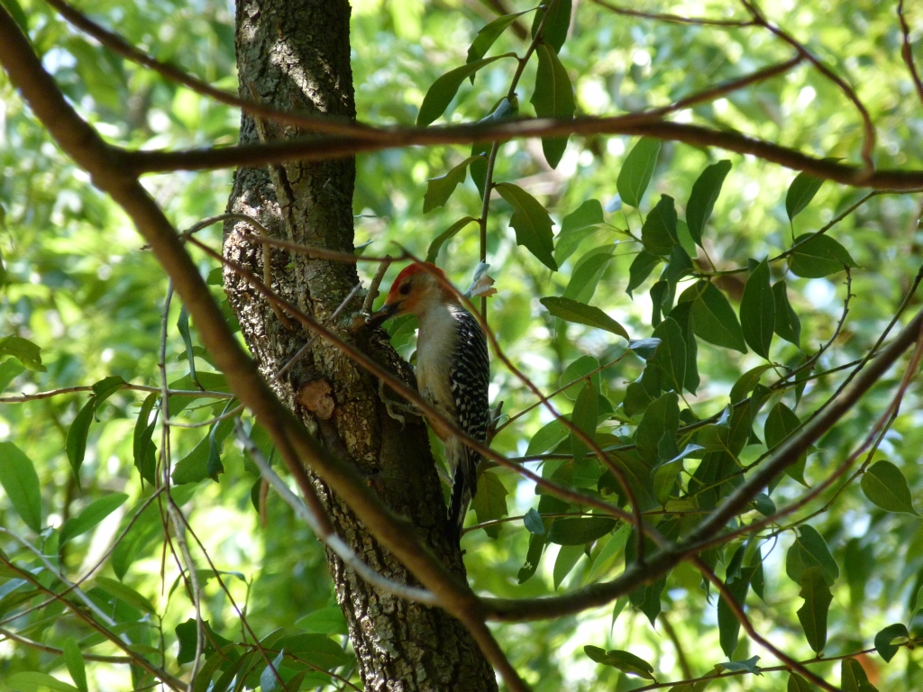 Red-bellied Woodpecker