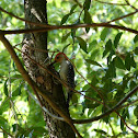Red-bellied Woodpecker