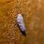 Leaf Hopper