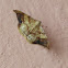 Polilla