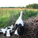 stork