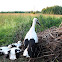 stork