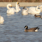 Aleutian Cackling Goose