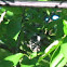 Unknown spotting