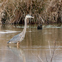 Great Blue Heron