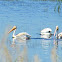 American White Pelican