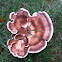 Turkey Tail mushroom