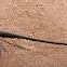 Long-nosed water dragon