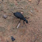 Black Blister Beetle