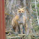 Red Fox