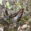 Veined Jay