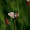 icarusblauwtje (Polyommatus icarus)