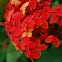 Jungle Geranium