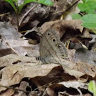 Little Wood Satyr