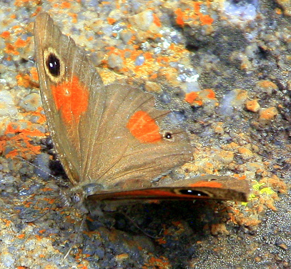 Spotting Image 1