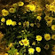 Shasta Daisy