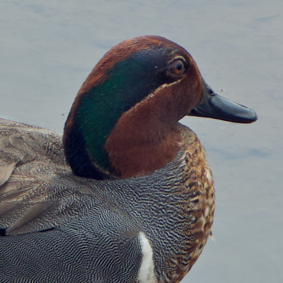 Spotting Image 1
