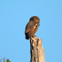Jungle Owlet