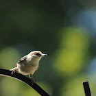 Brown-Headed Nuthatch