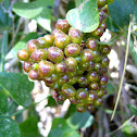 Zarzaparrilla