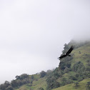Cóndor