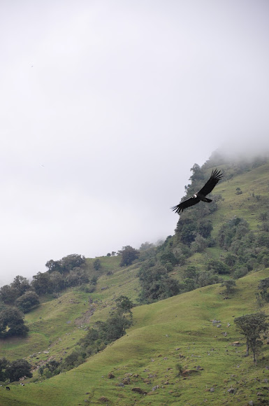 Spotting Image 1